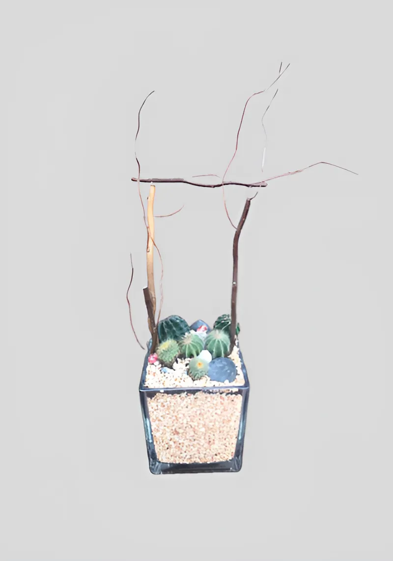 Cactus Plants Clear Vase