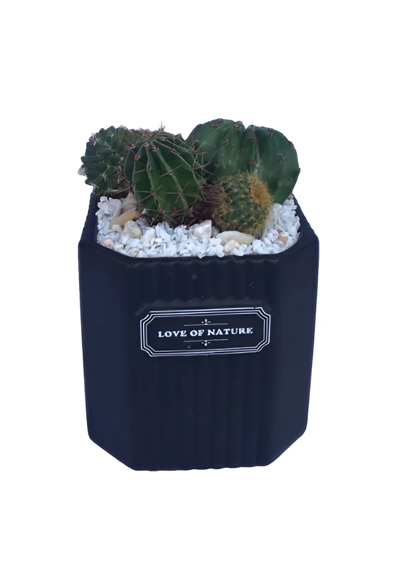 cactus plants in black ceramic pot
