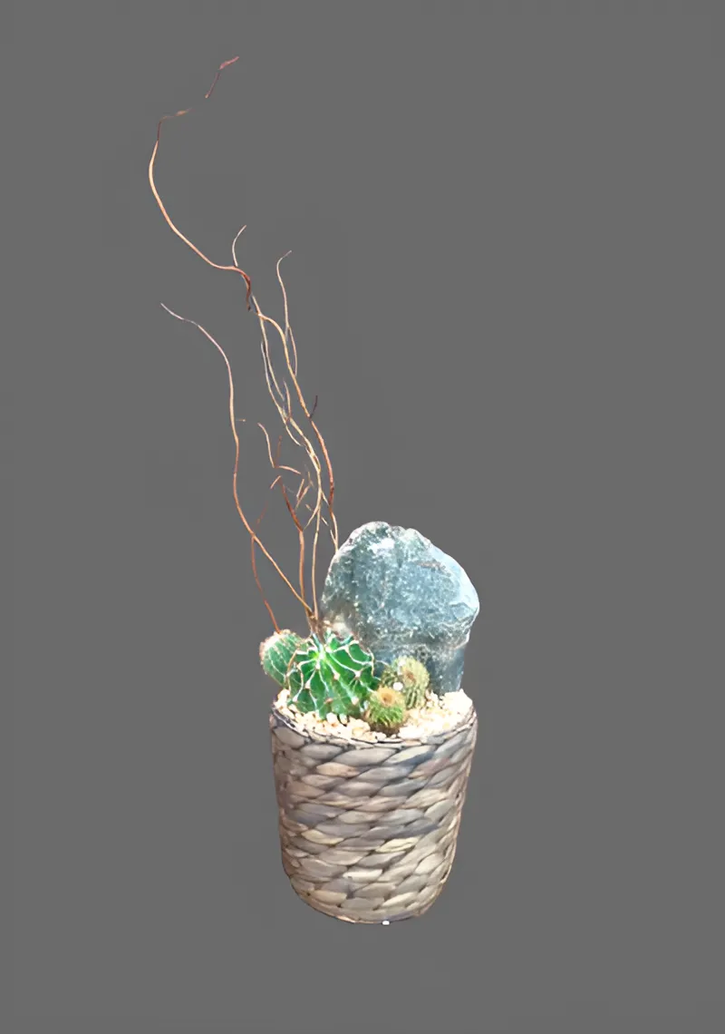 Cacti plant in a basket with stones